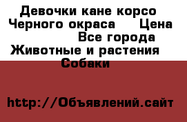 Девочки кане корсо. Черного окраса.  › Цена ­ 65 000 - Все города Животные и растения » Собаки   